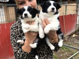 Zeki sevimli oyuncu border collie yavrularımız