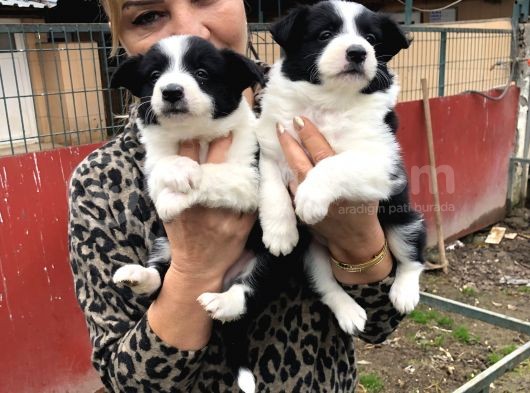Zeki sevimli oyuncu border collie yavrularımız