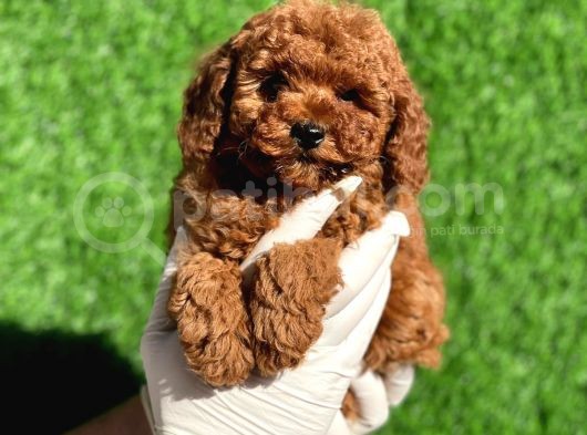 Mini Boy Sevimli Poodle Bebeklerimiz görsel