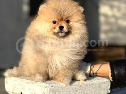 Teddy Pomeranian Boo Yavrularimiz görsel