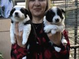 Irk Garantili Efsane Border Collie Yavrularımız