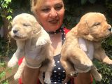 Bebek Yüzlü Küt Burunlu Golden Retriever Yavrularımız