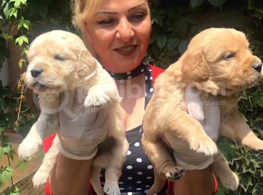 Bebek Yüzlü Küt Burunlu Golden Retriever Yavrularımız görsel