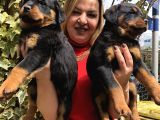 Dev Gibi Muhteşem Rottweiller Yavrularımız