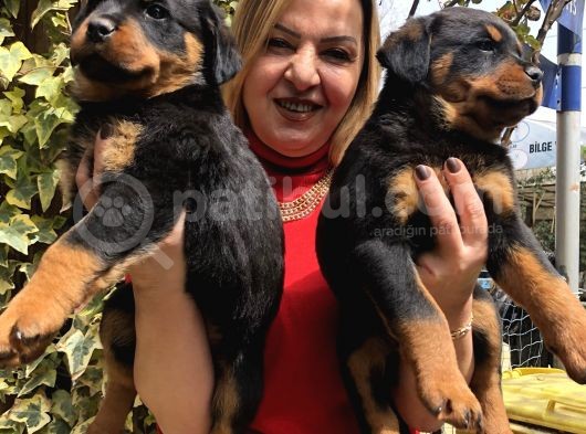Dev Gibi Muhteşem Rottweiller Yavrularımız görsel