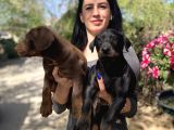 Doberman Yavrularıdoberman Yavrularım Sağlık Ve Garantilidir