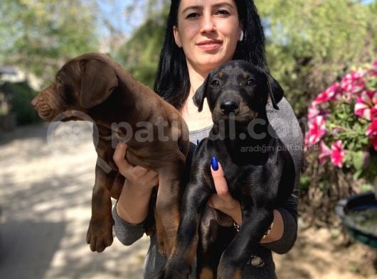 Doberman Yavrularıdoberman Yavrularım Sağlık Ve Garantilidir görsel