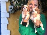 Kahve beyaz harika cavalier king charles yavrularımız
