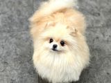 Yeti̇şki̇n Teddy Face Pomeranian Dişi 2,5 Kg Mini
