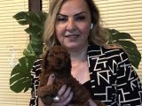 Irk Gar Efsane Toy Poodle Yavrularımız
