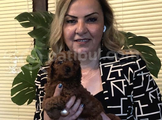 Irk Gar Efsane Toy Poodle Yavrularımız görsel