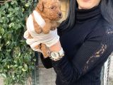 Toy Poddle Yavrularım Sağlık Ve Irk Garantilid