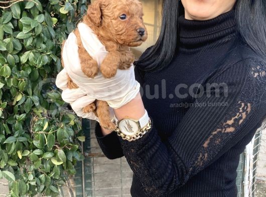 Toy Poddle Yavrularım Sağlık Ve Irk Garantilid görsel