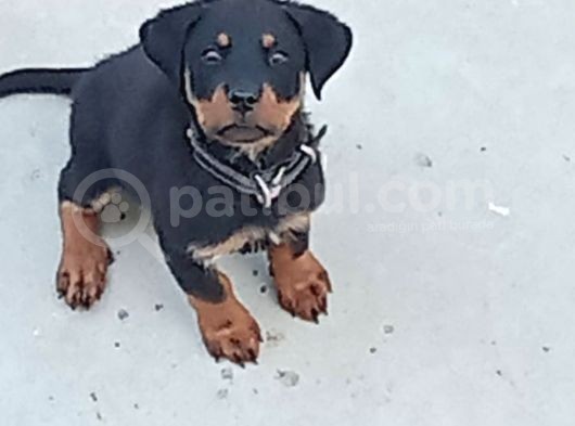 Rotweiller Yavrularım Sağlık Ve Irk Garantilid  görsel