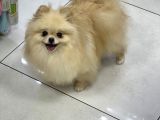 YETİŞKİN TEDDY FACE POMERANIAN DIŞI 2,5 Kg mini