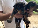 Doberman Yavrularıdoberman Yavrularım Sağlık Ve Garantilidir