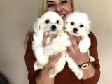 Pamuk Gibi Malta Terrier Yavrularımız