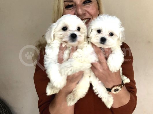 Pamuk Gibi Malta Terrier Yavrularımız görsel