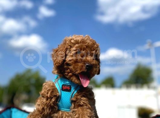 Tüy Dökmez Koku Yapmaz Mükemmel Toy Poodle Yavrularımız görsel