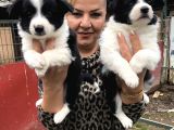 Zeki Sevimli Oyuncu Border Collie Yavrularımız