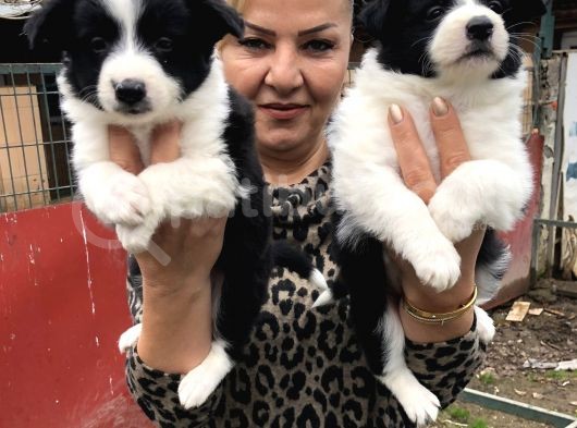 Zeki Sevimli Oyuncu Border Collie Yavrularımız görsel