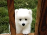 Safkan Spitz (American Eskimo) Yavruları