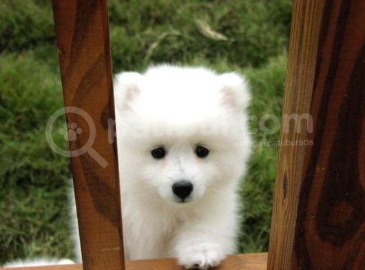 Safkan Spitz (American Eskimo) Yavruları görsel