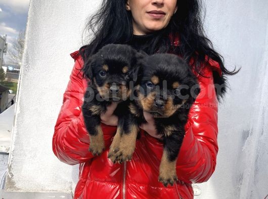 Rotweiller Yavrularım Sağlık Ve Irk Garantilid  görsel