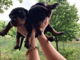 Doberman Yavrularıdoberman Yavrularım Sağlık Ve Garantilidir