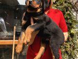 Dev Gibi Muhteşem Rottweiller Yavrularımız