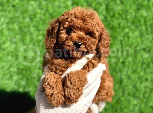 Mini Boy Sevimli Poodle Bebeklerimiz görsel