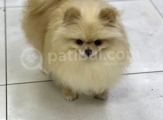 Yeti̇şki̇n Teddy Face Pomeranian Dişi 2,5 Kg Mini görsel