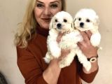Pamuk gibi malta Terrier Yavrularımız