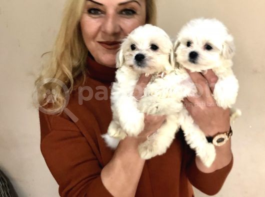 Pamuk Gibi Malta Terrier Yavrularımız
