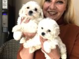 Pamuk Gibi Malta Terrier Yavrularımız