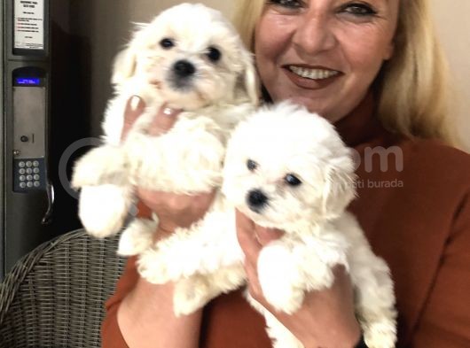 Pamuk Gibi Malta Terrier Yavrularımız görsel