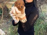 Toy poddle yavrularım sağlık ve ırk garantilid