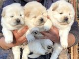 A KALİTE CHOW CHOW YAVRULARI