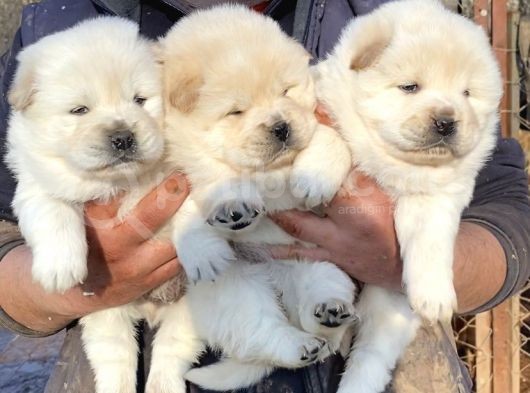 A Kali̇te Chow Chow Yavrulari