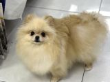 Yeti̇şki̇n Teddy Face Pomeranian Dişi 2,5 Kg Mini