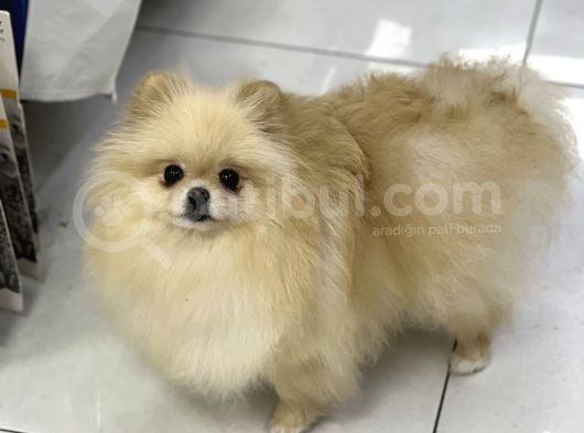 Yeti̇şki̇n Teddy Face Pomeranian Dişi 2,5 Kg Mini görsel
