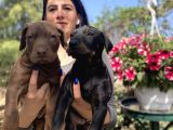 Doberman yavrularıDoberman yavrularım sağlık ve garantilidir