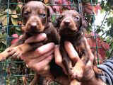 Irk Garantili Efsane King Doberman Yavrularımız