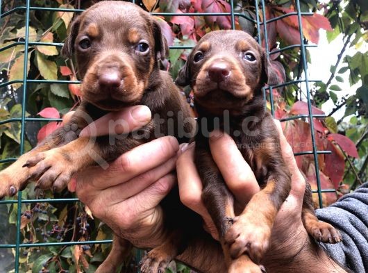 Irk Garantili Efsane King Doberman Yavrularımız görsel