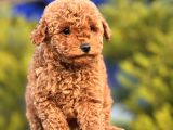 Red Mi̇ni̇ Toy Poodle Yavrular