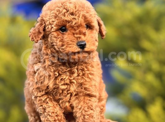 Red Mi̇ni̇ Toy Poodle Yavrular görsel