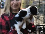 Irk Garantili Efsane Border Collie Yavrularımız