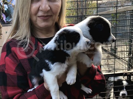 Irk Garantili Efsane Border Collie Yavrularımız görsel