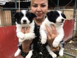 Zeki Sevimli Oyuncu Border Collie Yavrularımız