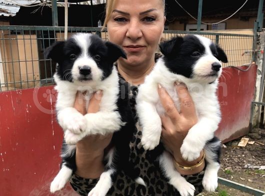 Zeki Sevimli Oyuncu Border Collie Yavrularımız görsel